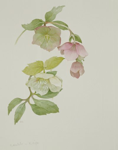 Helleborus Orientalis and Helleborus Niger by Sarah Creswell